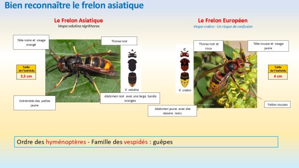frelon asiatique