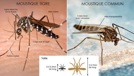 Moustique Tigre