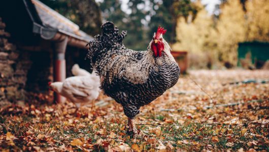 Déclaration de possession d’oiseaux ou de volailles