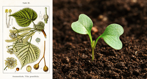 Conf plantes