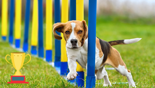 concours agility