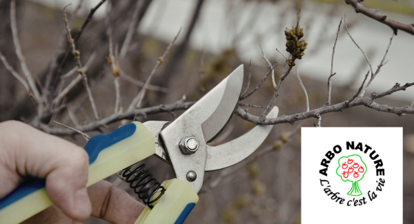 taille arbres fruitiers