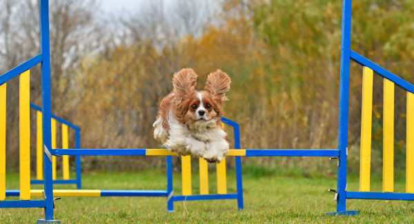 concours agility