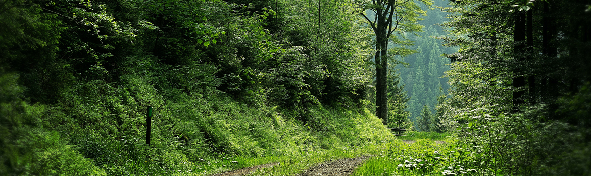 biodiversité 